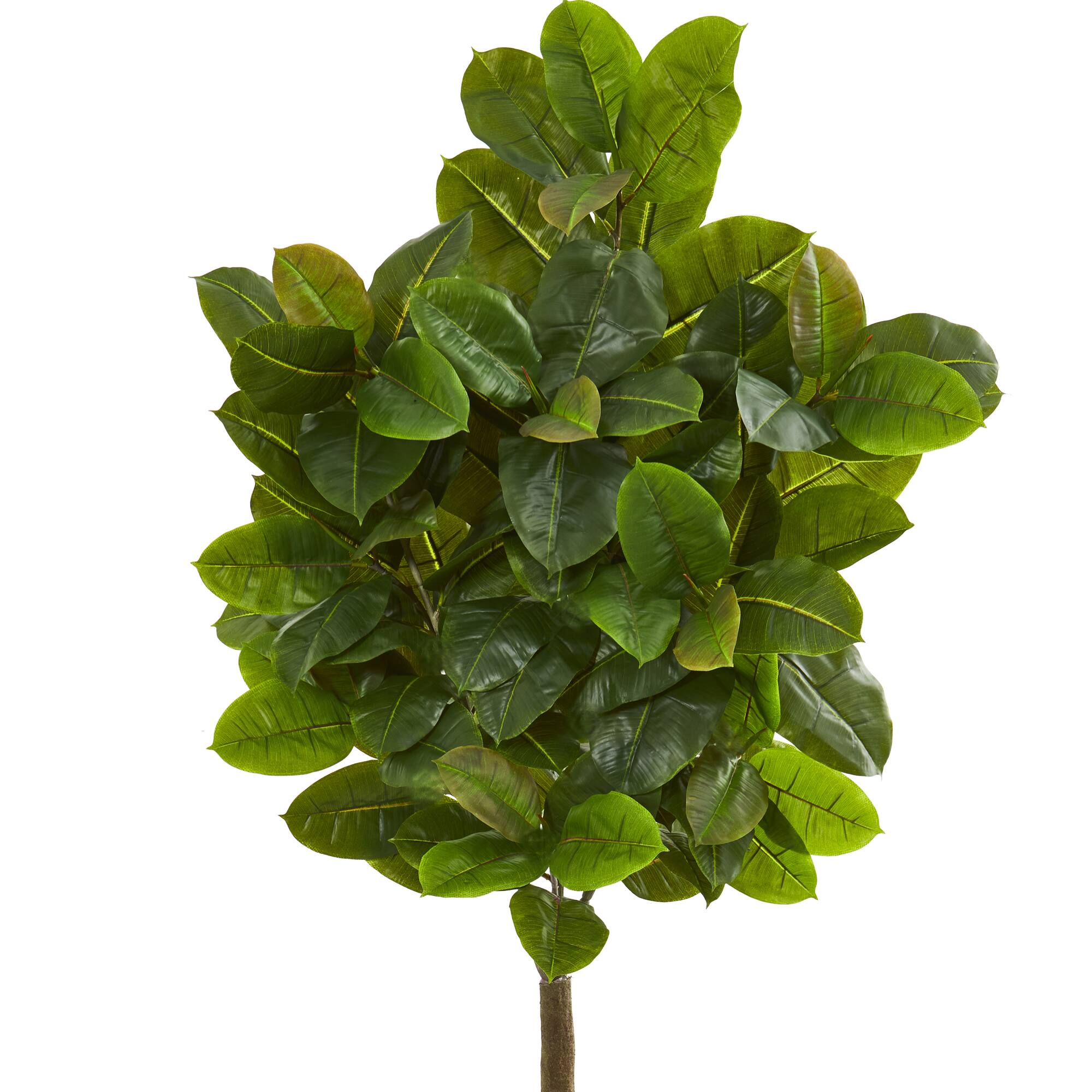 6ft. Potted Rubber Leaf Tree